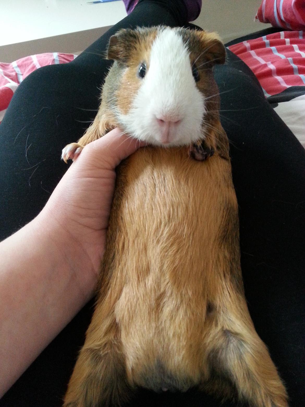 Marsvin Uffe billede 5