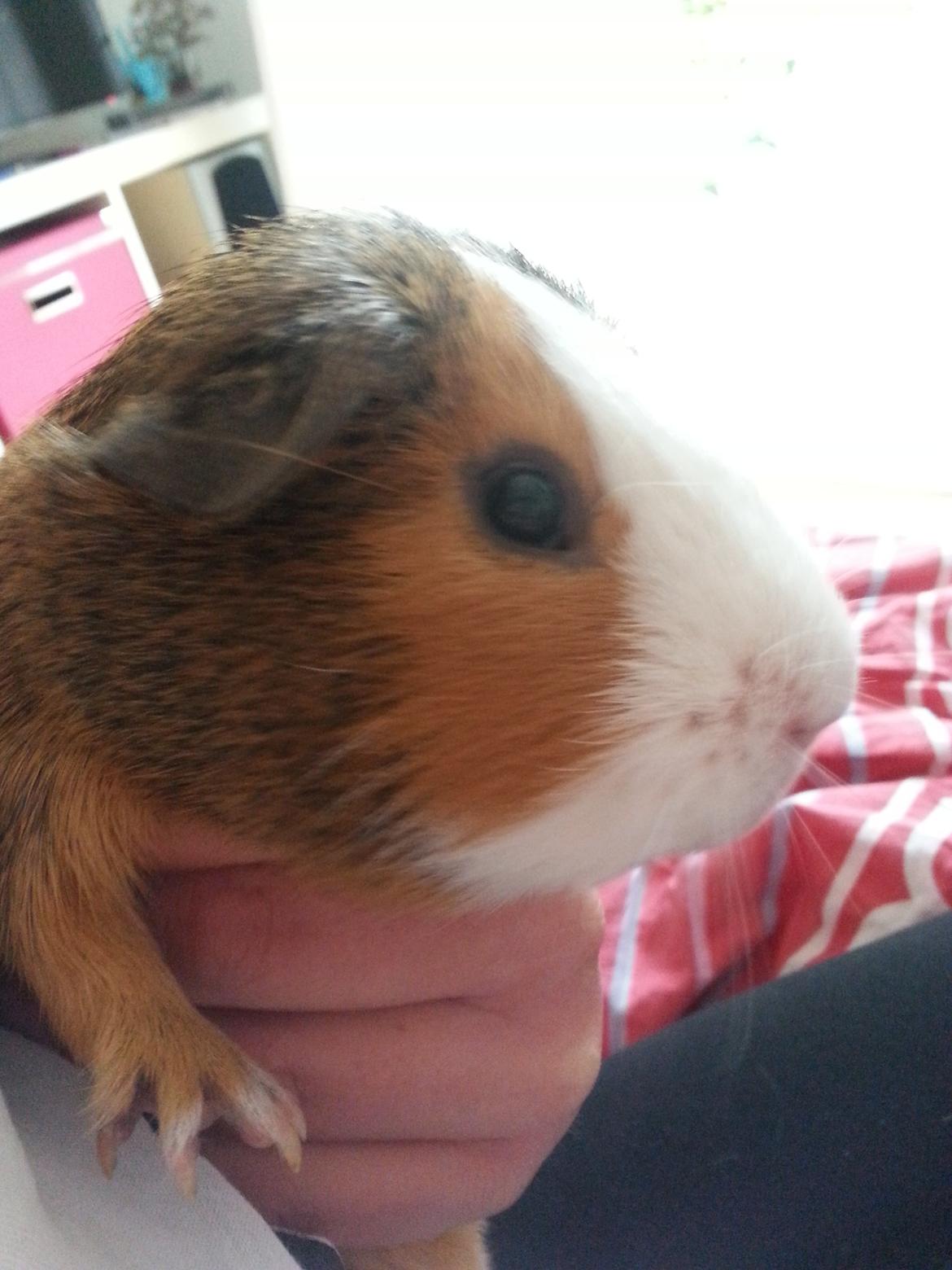 Marsvin Uffe billede 6