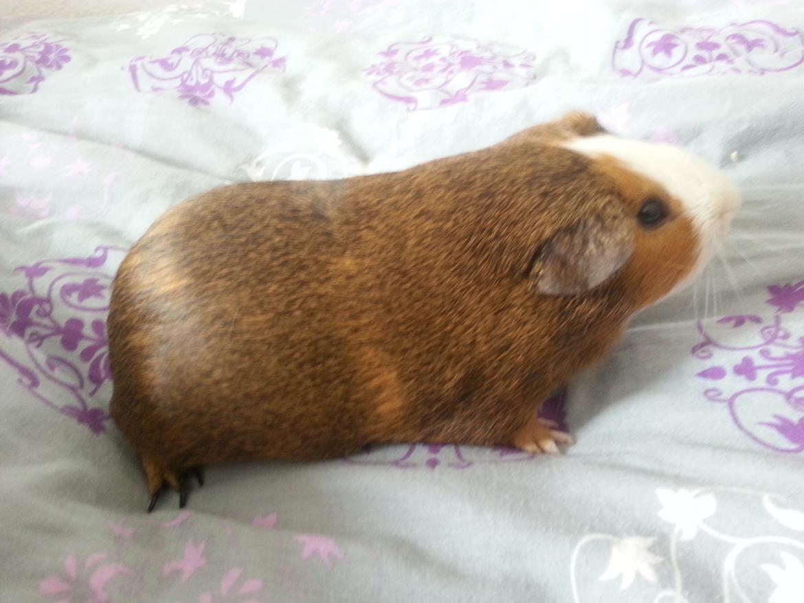 Marsvin Uffe billede 7