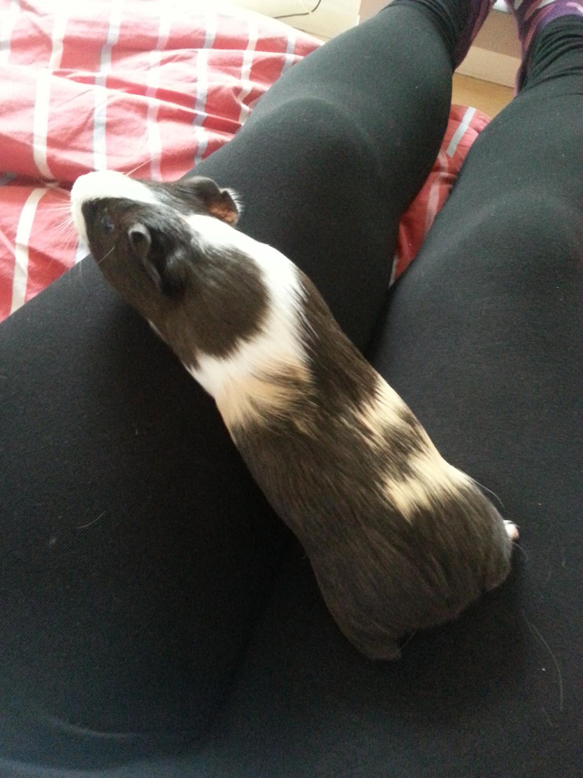 Marsvin Nora billede 1