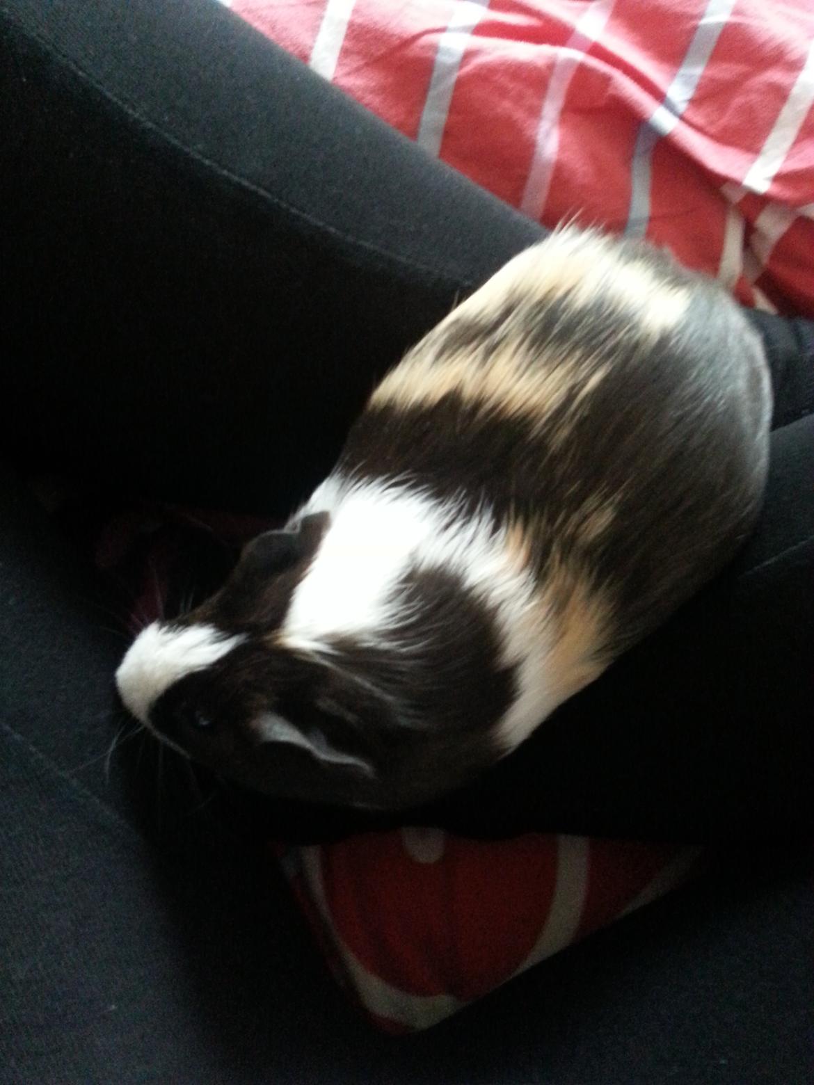 Marsvin Nora billede 2