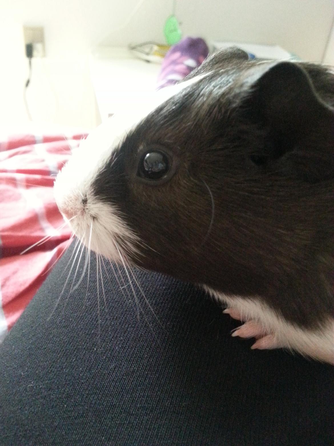 Marsvin Nora billede 3