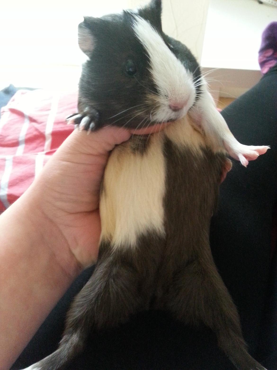 Marsvin Nora billede 4