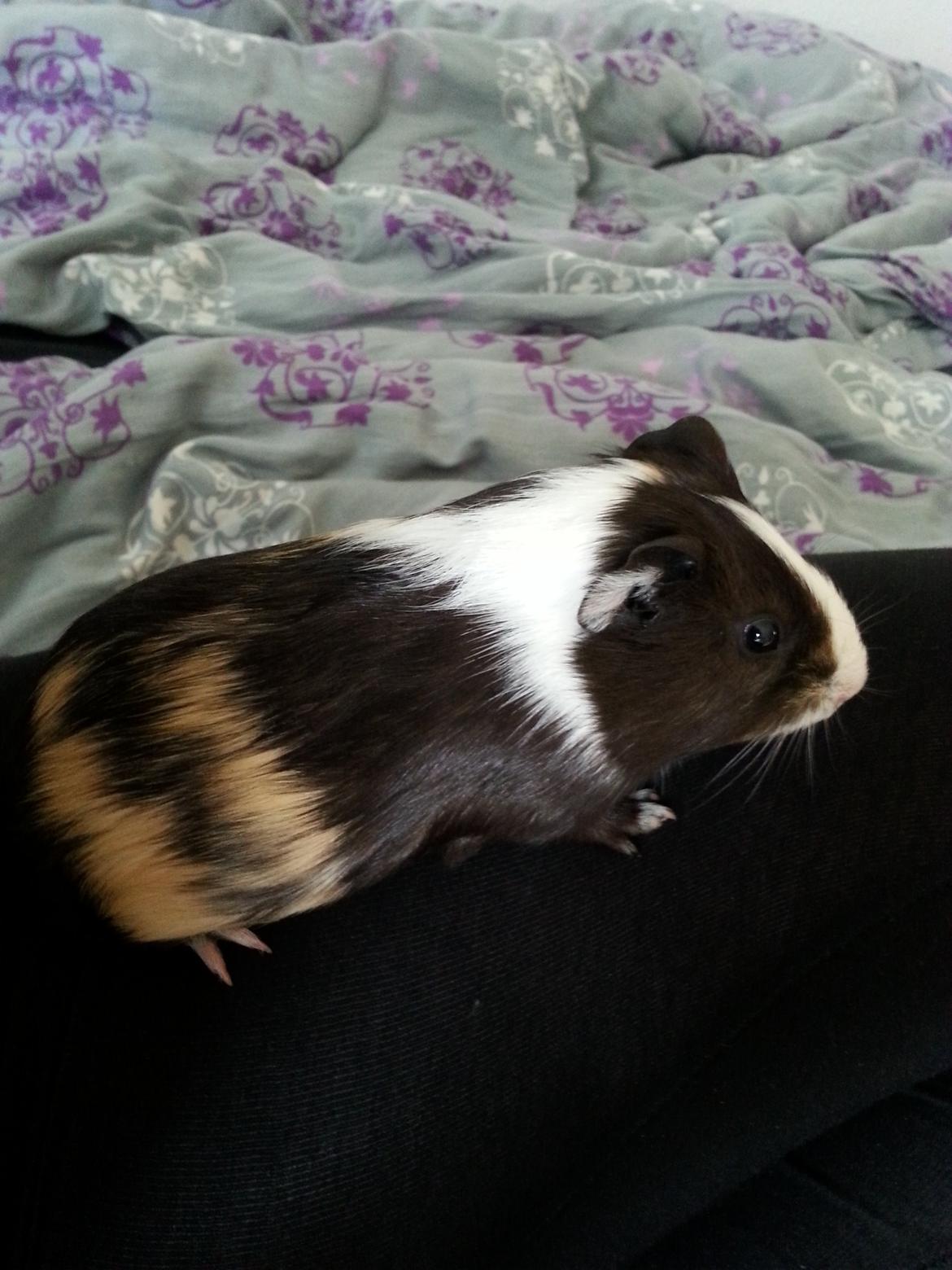 Marsvin Nora billede 5