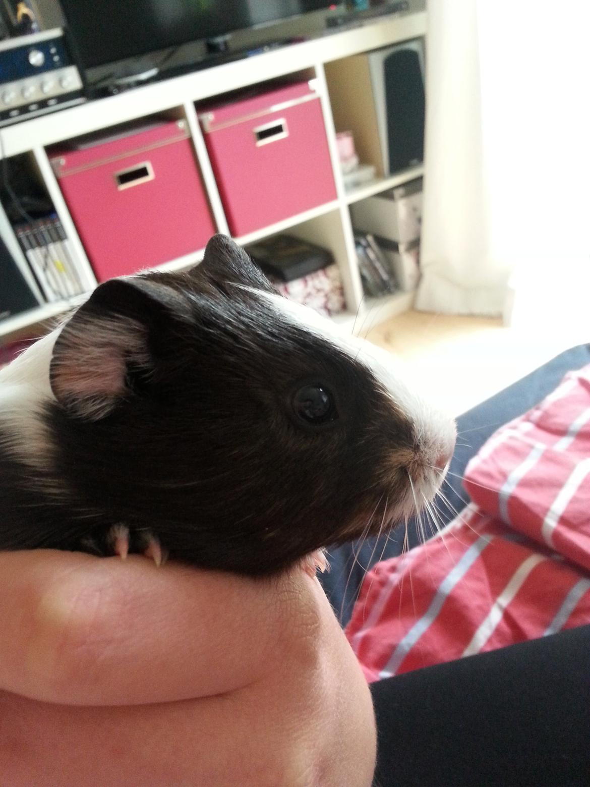 Marsvin Nora billede 6