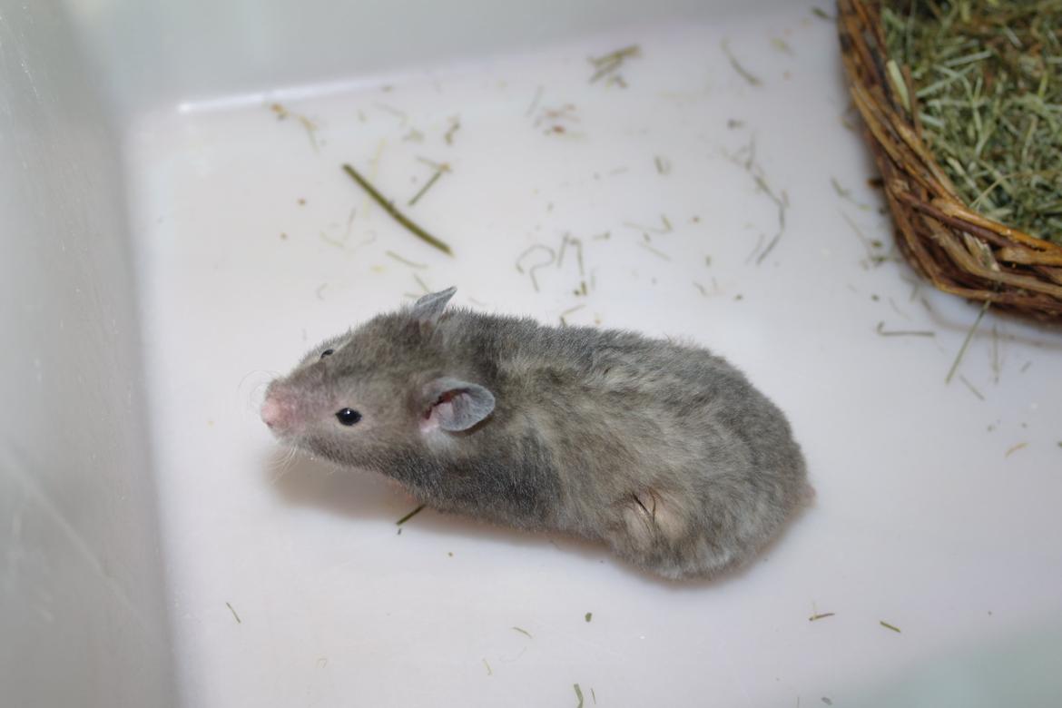 Hamster Simses Zink billede 18