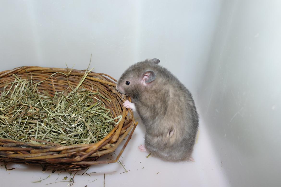 Hamster Simses Zink billede 19