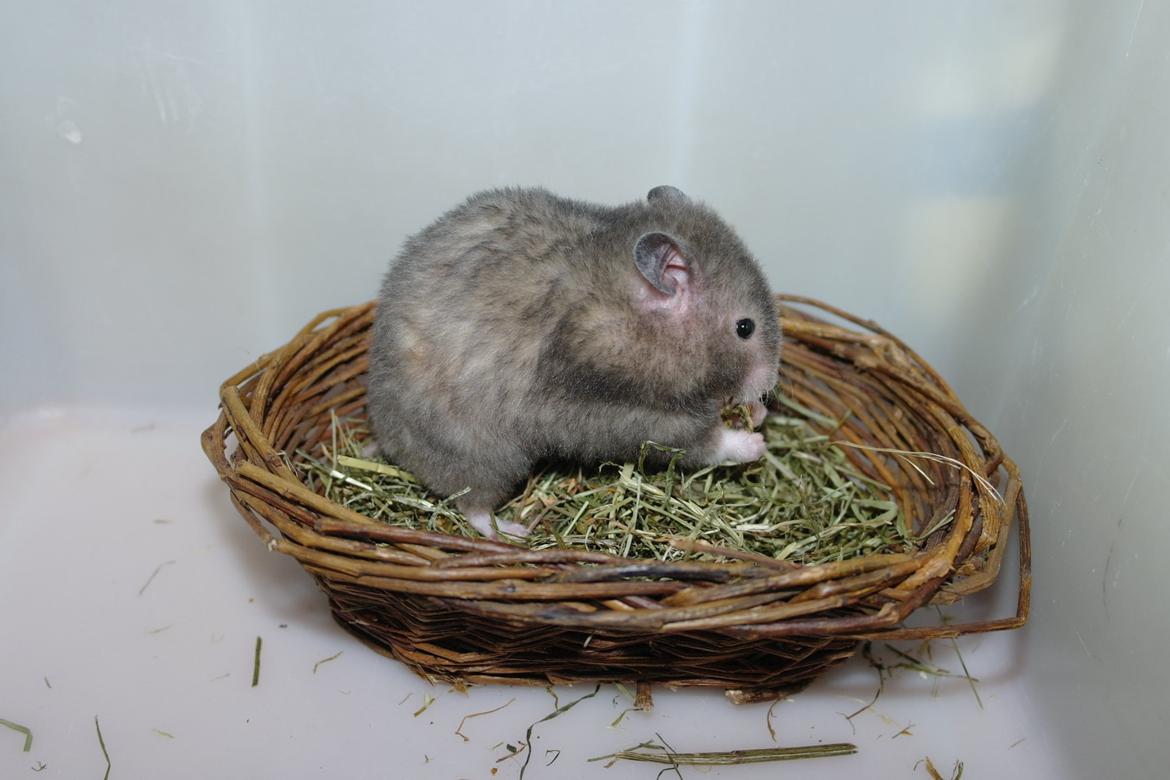 Hamster Simses Zink billede 20