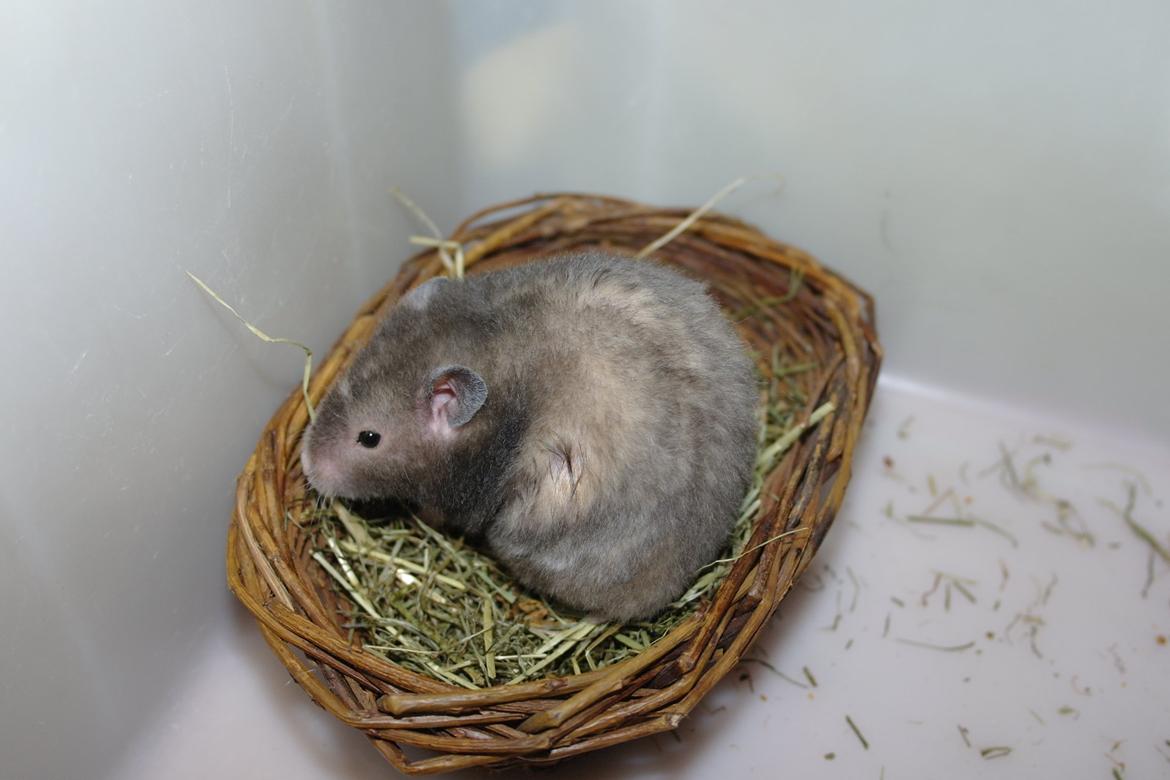 Hamster Simses Zink billede 21