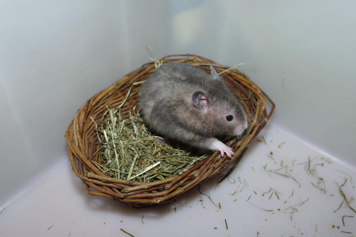 Hamster Simses Zink billede 22