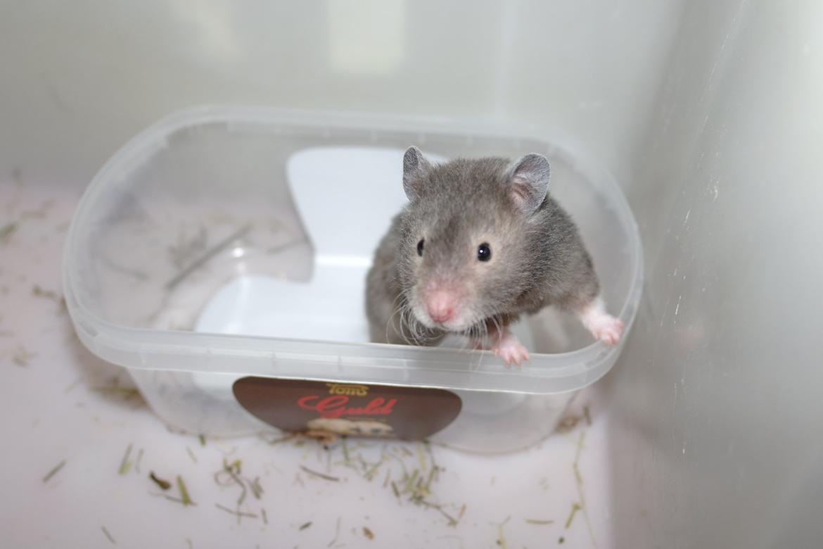 Hamster Simses Zink billede 23