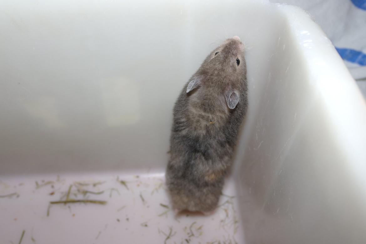 Hamster Simses Zink billede 24