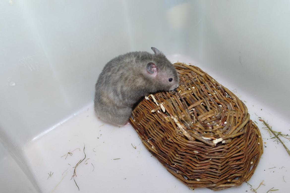 Hamster Simses Zink billede 25