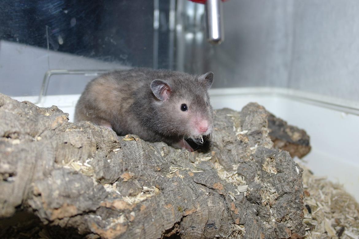 Hamster Simses Zink billede 26
