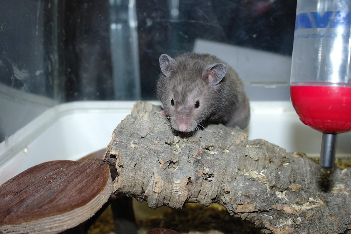 Hamster Simses Zink billede 27