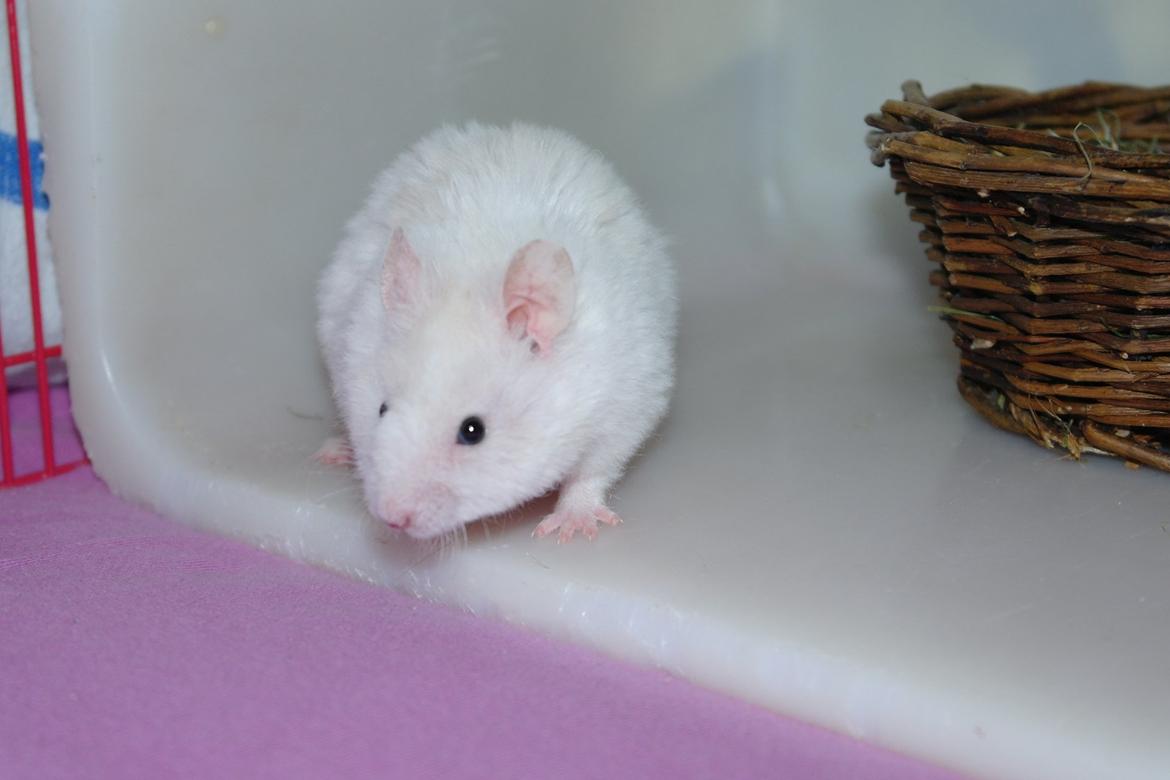 Hamster Willy Løvehjerte billede 1