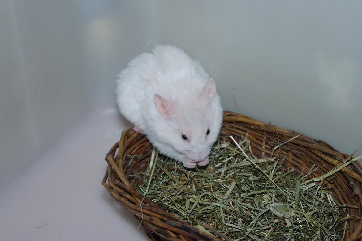 Hamster Willy Løvehjerte billede 2