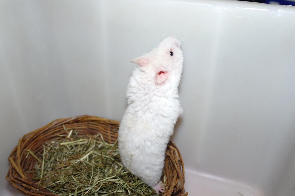 Hamster Willy Løvehjerte billede 3