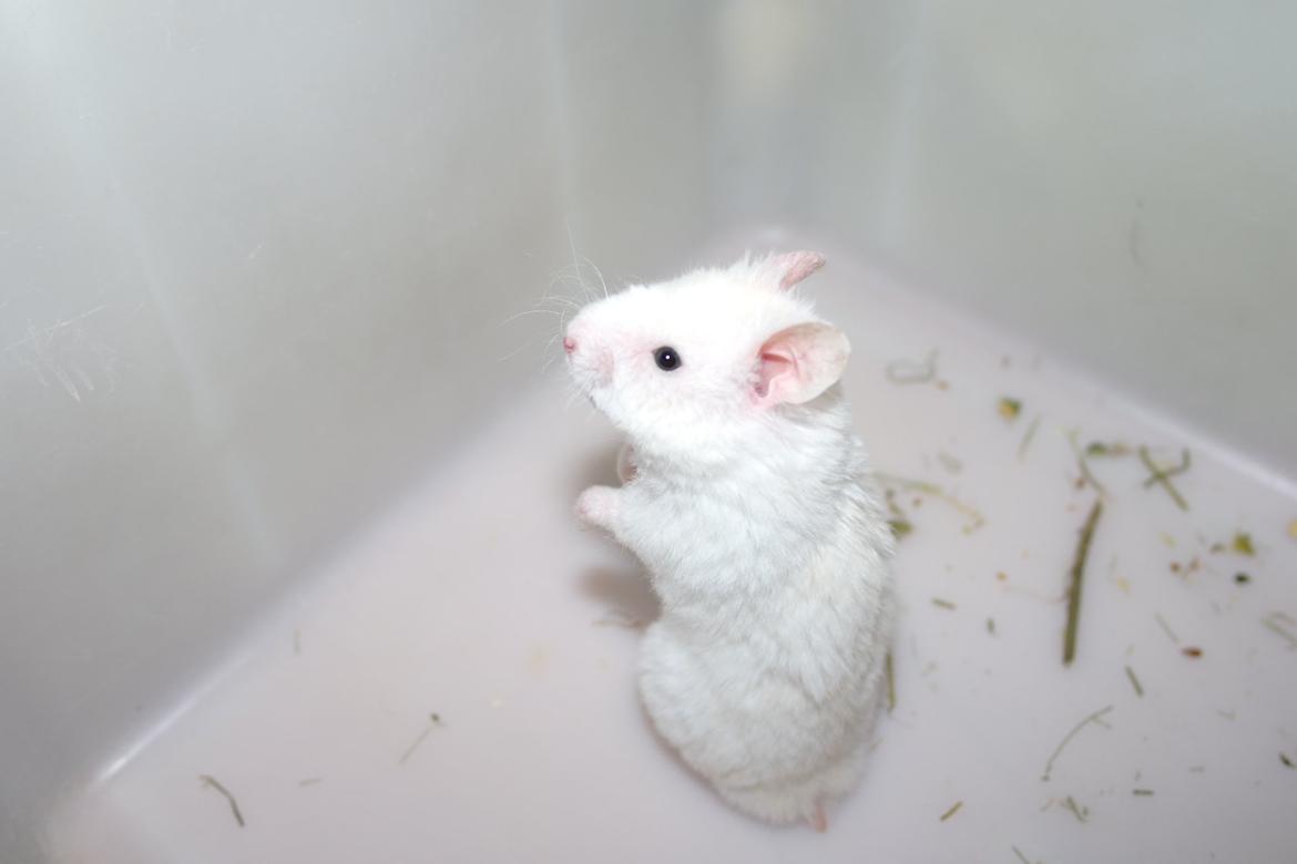 Hamster Willy Løvehjerte billede 4