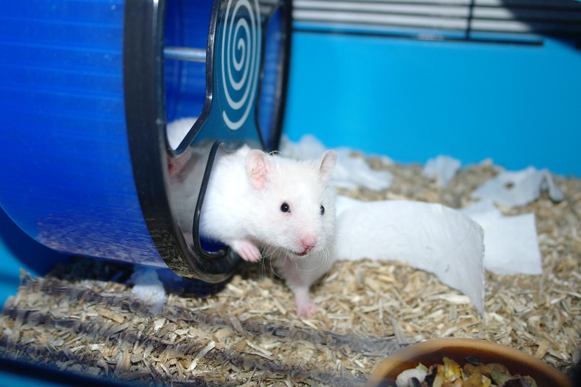 Hamster Willy Løvehjerte billede 5