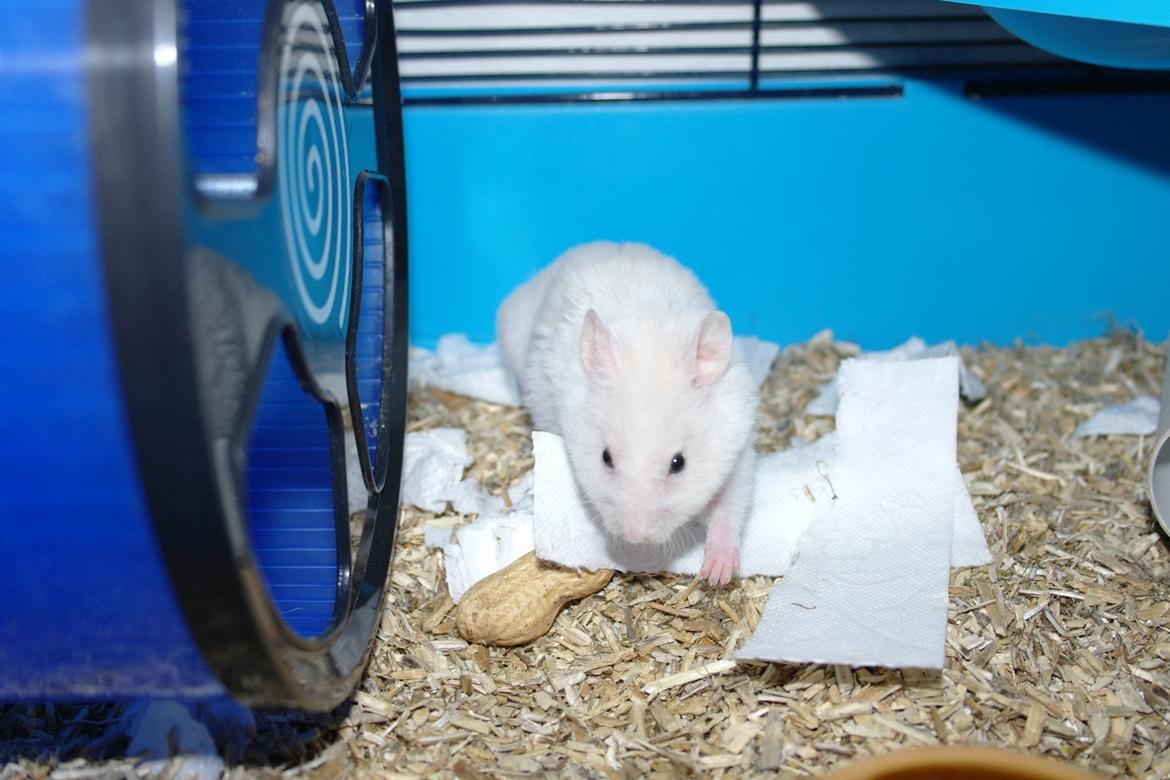 Hamster Willy Løvehjerte billede 6