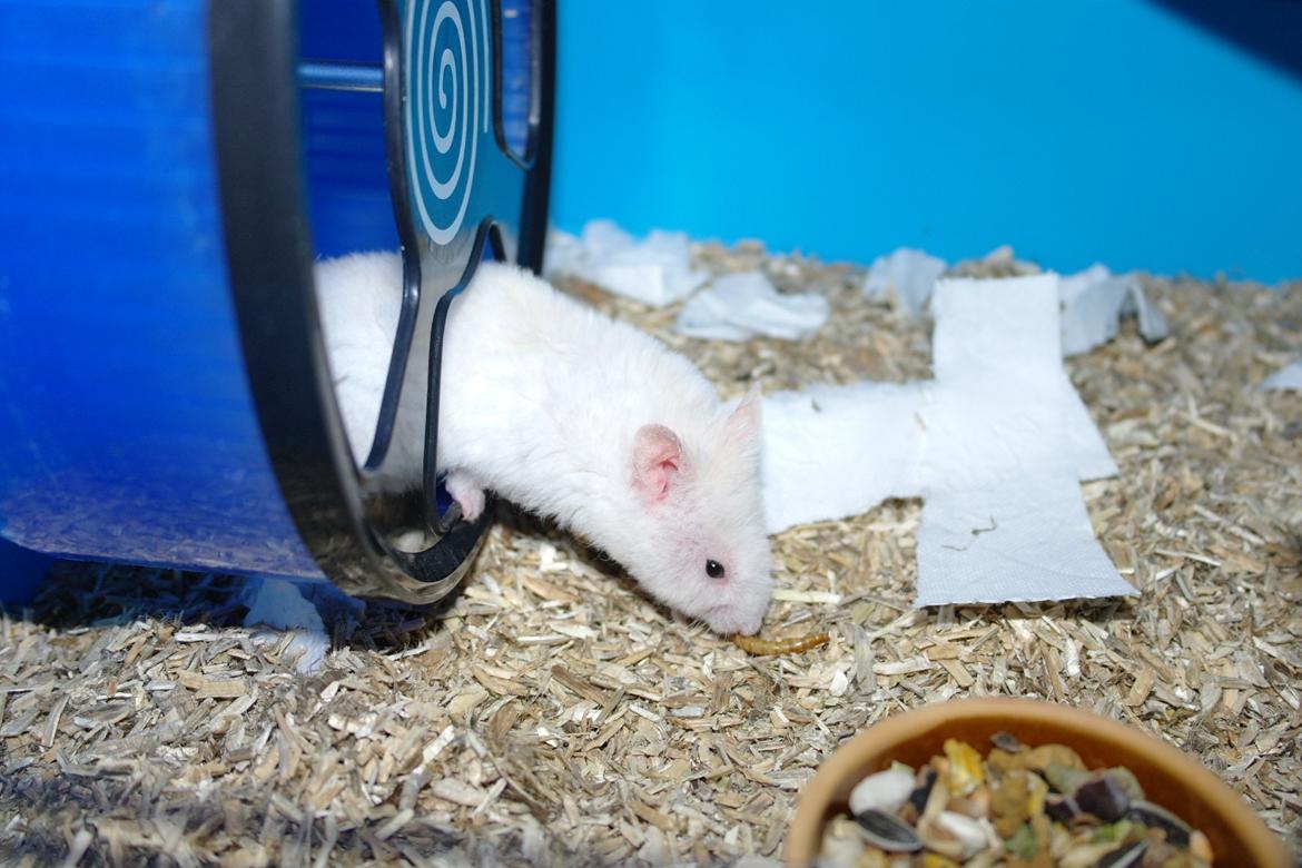 Hamster Willy Løvehjerte billede 7