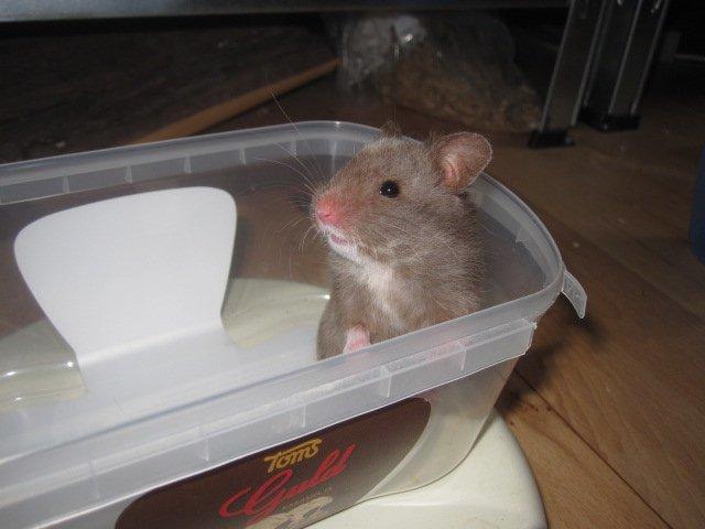 Hamster Simses Papaya billede 1