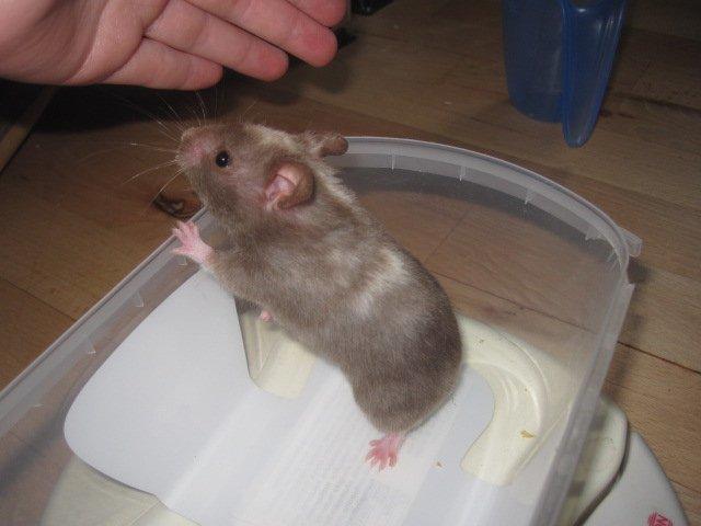 Hamster Simses Papaya billede 2