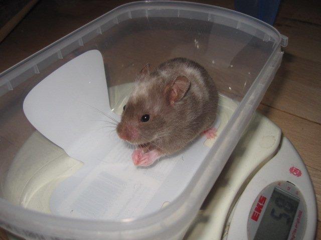 Hamster Simses Papaya billede 3