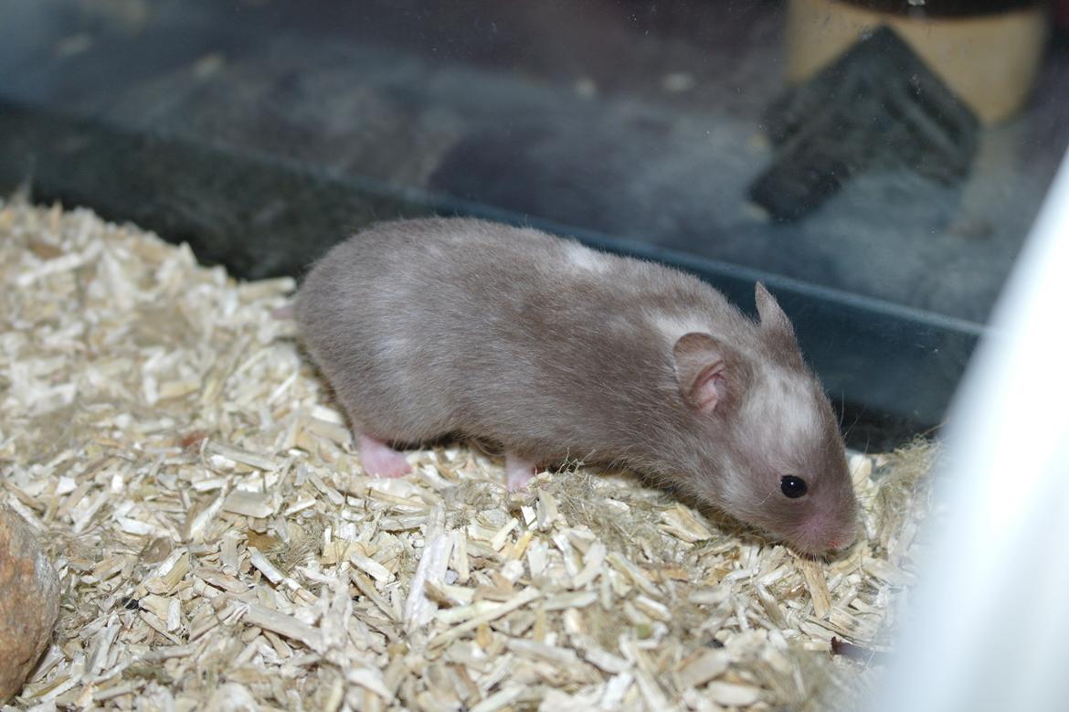 Hamster Simses Papaya billede 4