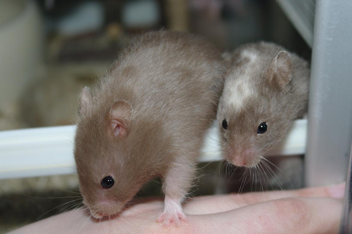 Hamster Simses Papaya billede 5