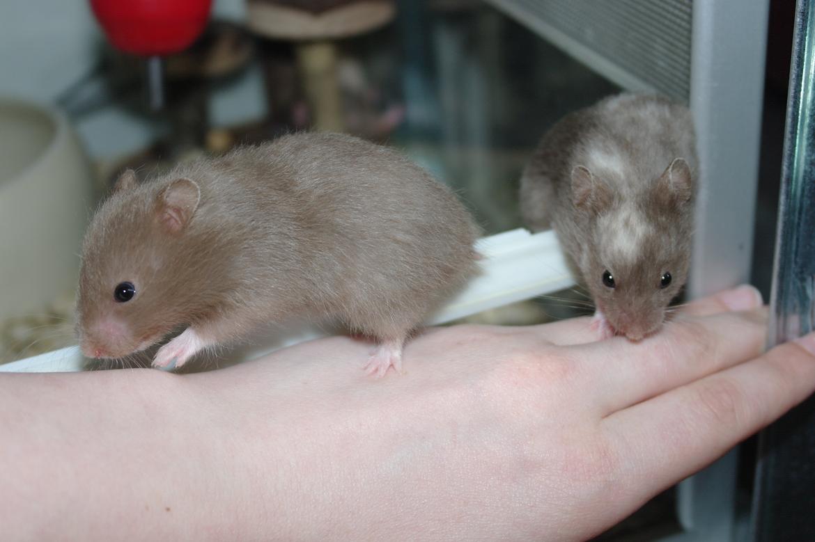 Hamster Simses Papaya billede 6