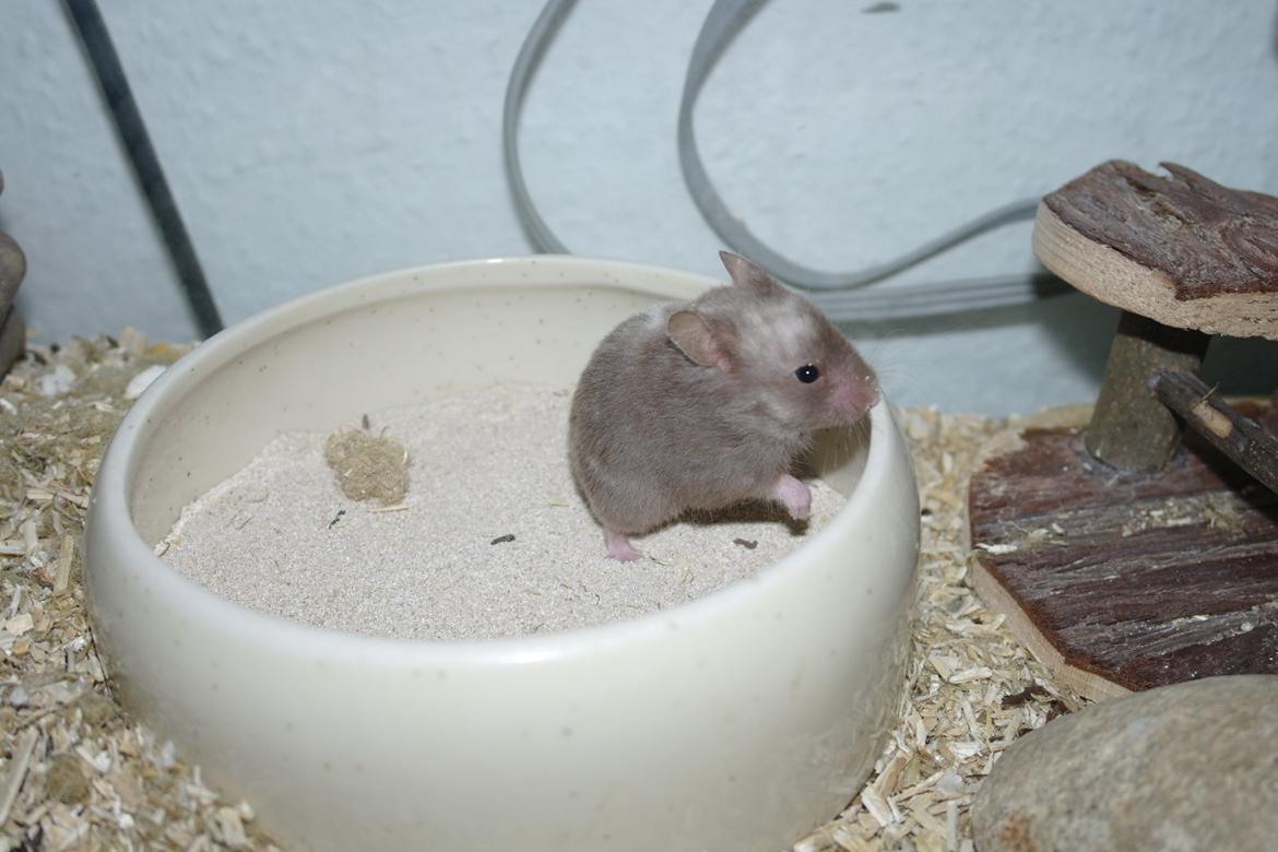 Hamster Simses Papaya billede 7