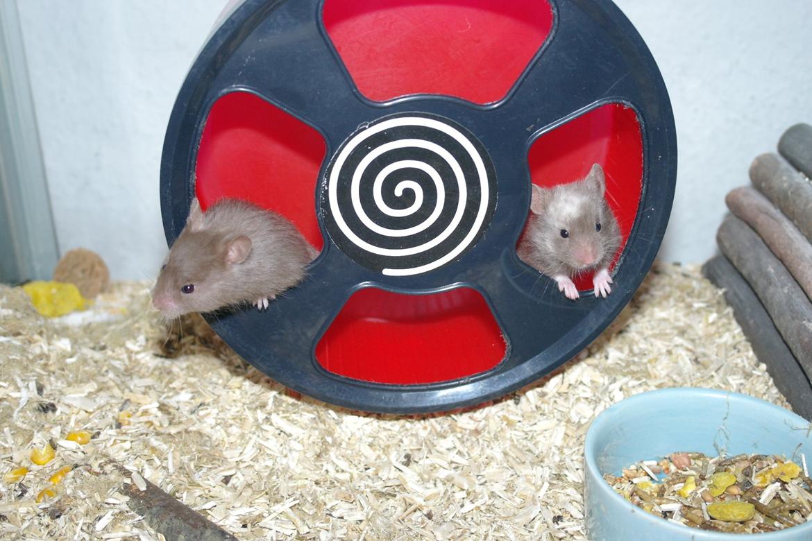 Hamster Simses Papaya billede 8