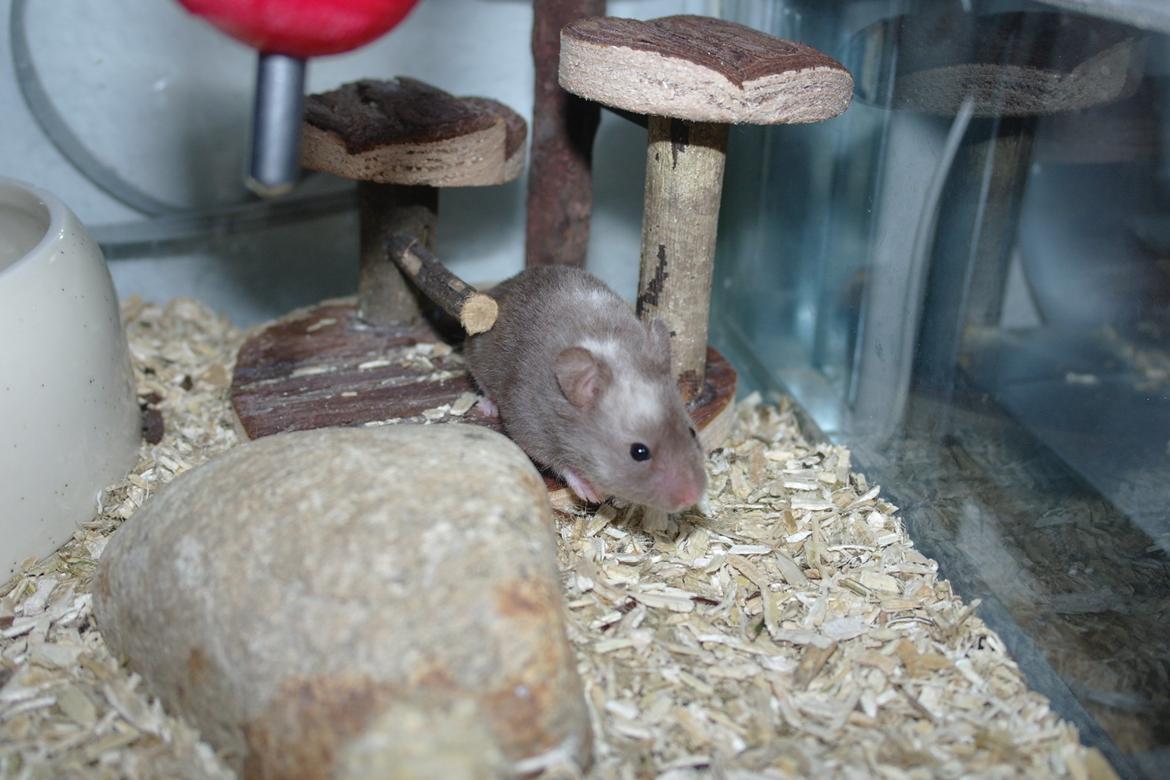 Hamster Simses Papaya billede 9