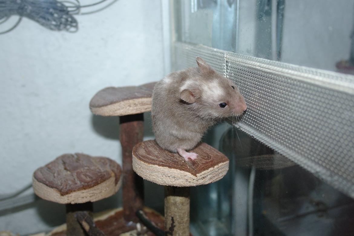 Hamster Simses Papaya billede 10