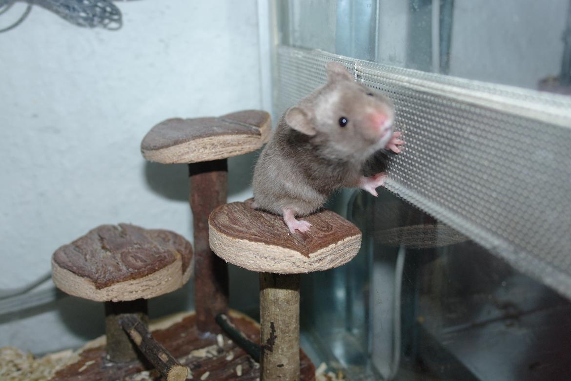 Hamster Simses Papaya billede 11