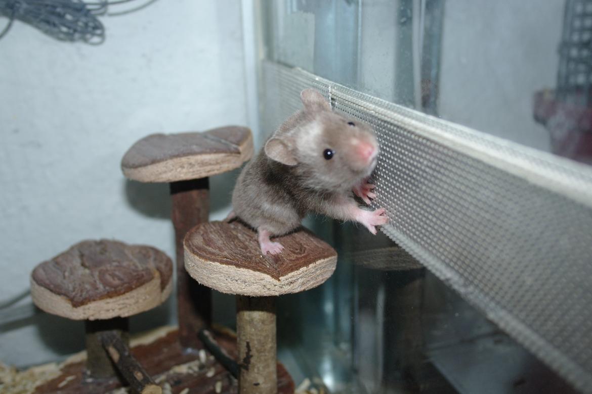 Hamster Simses Papaya billede 12