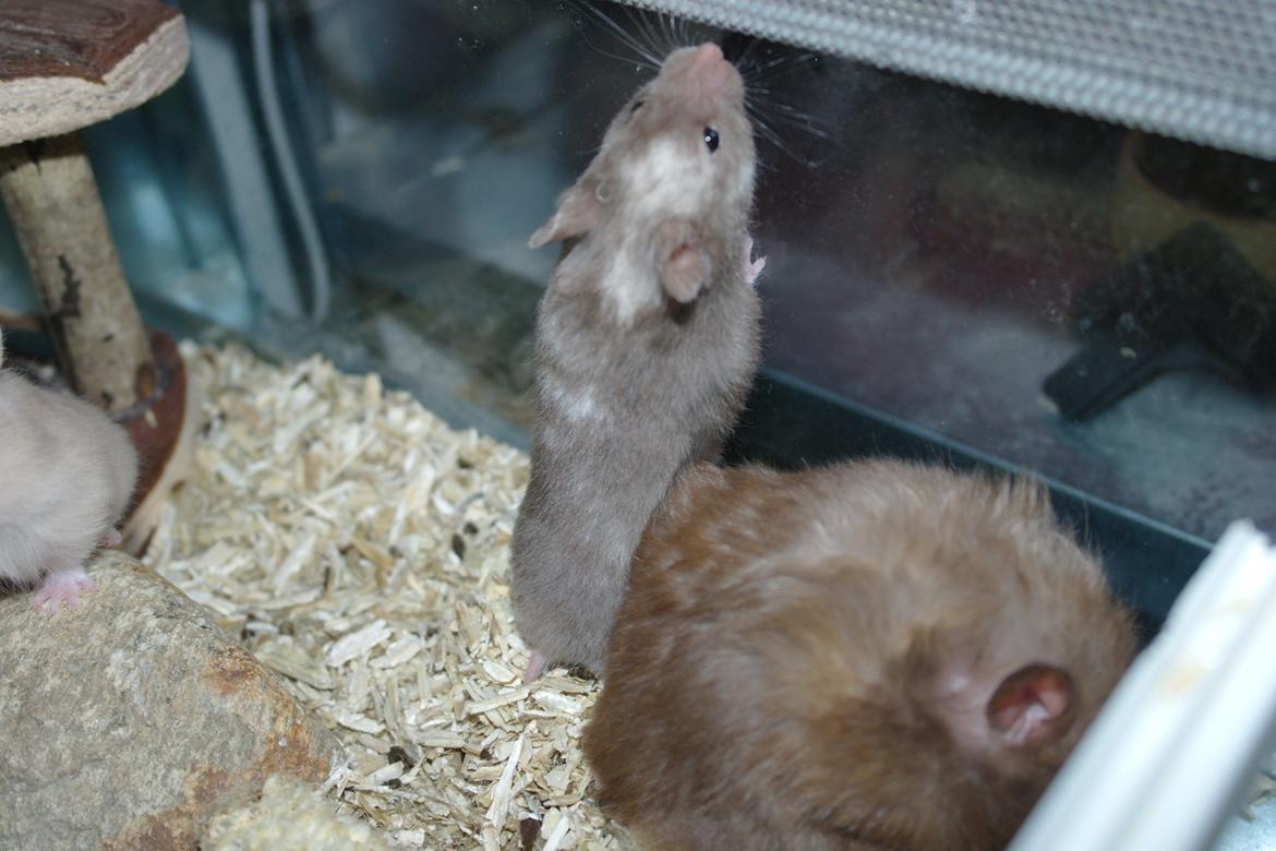 Hamster Simses Papaya billede 13