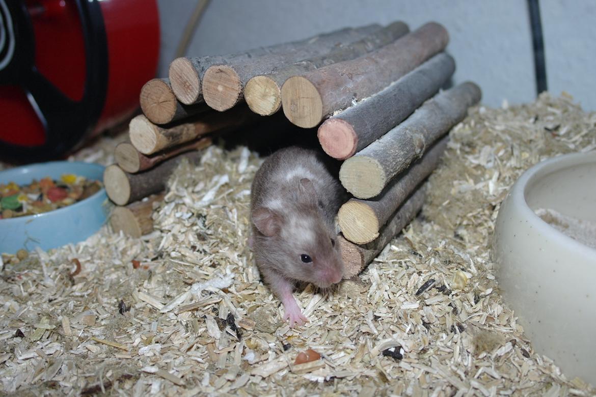 Hamster Simses Papaya billede 14