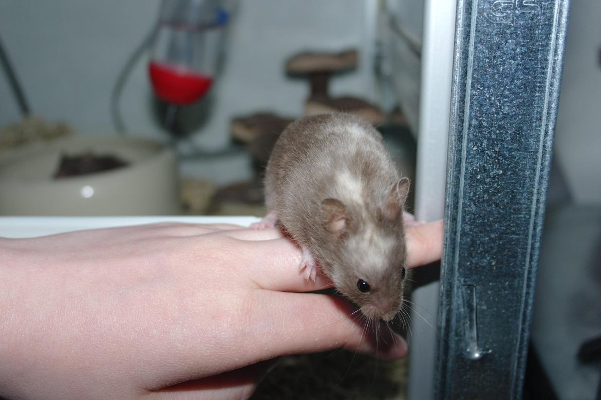 Hamster Simses Papaya billede 15