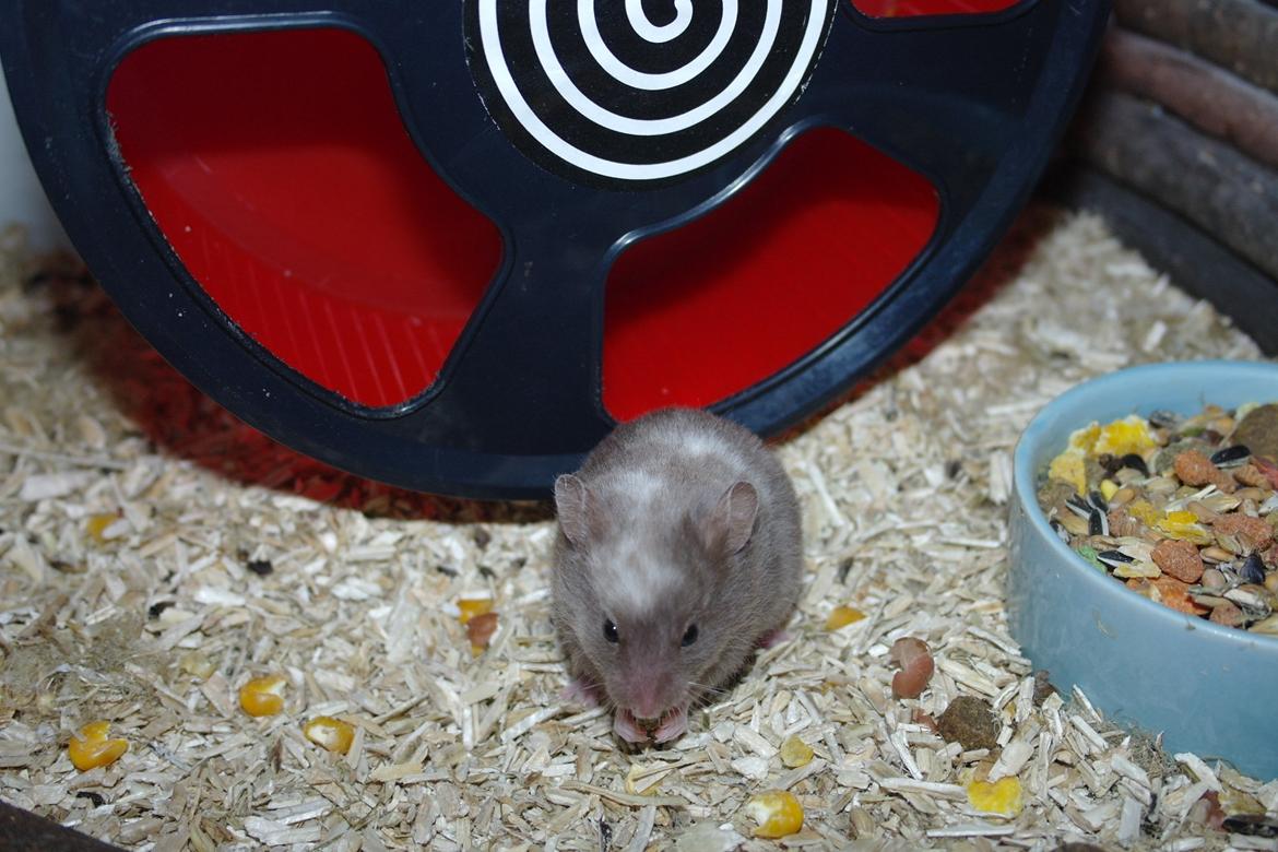 Hamster Simses Papaya billede 16