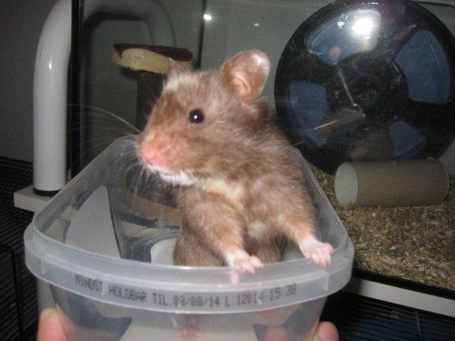 Hamster Simses Papaya billede 17