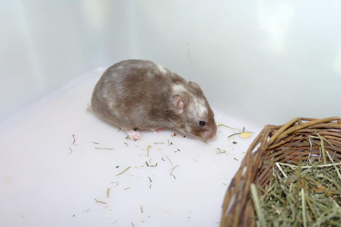 Hamster Simses Papaya billede 18