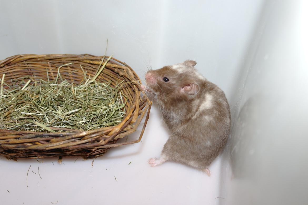 Hamster Simses Papaya billede 19