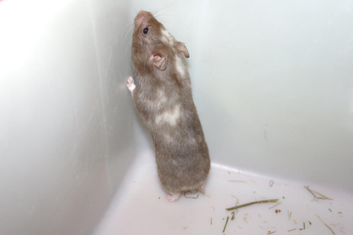 Hamster Simses Papaya billede 20