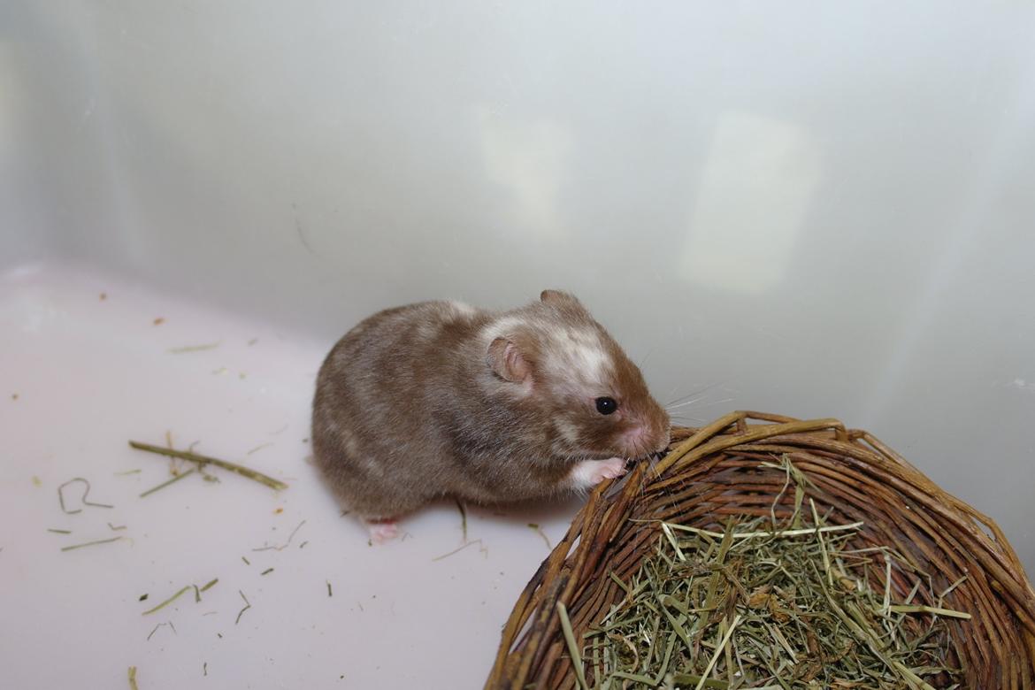 Hamster Simses Papaya billede 21