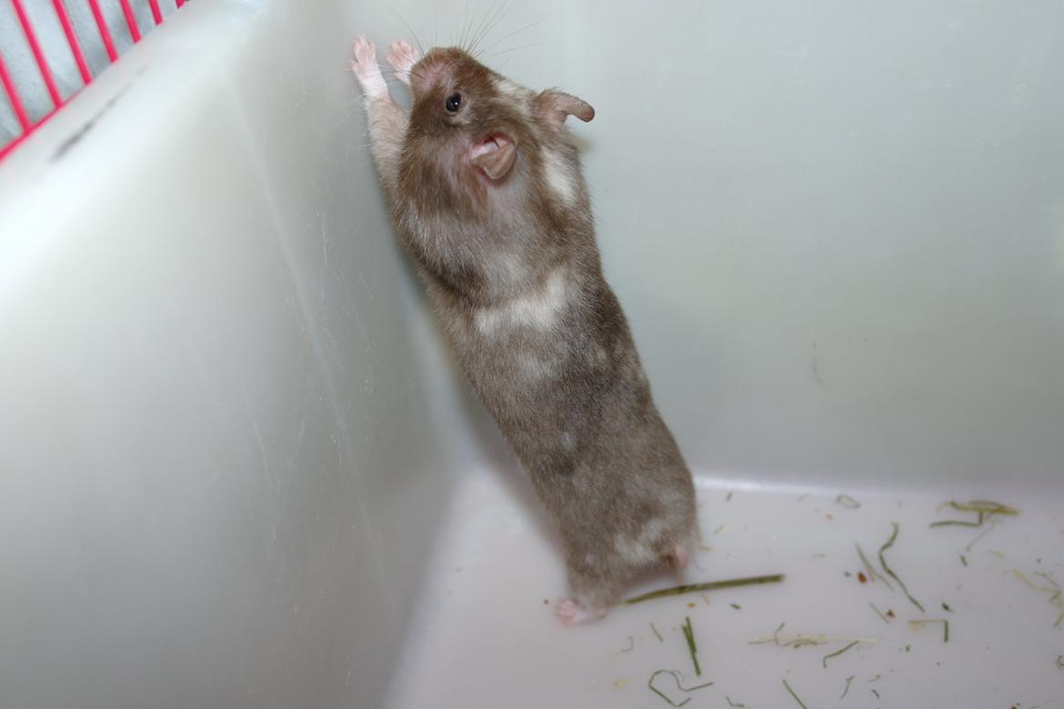 Hamster Simses Papaya billede 22