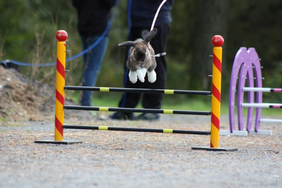 Kanin Shamigos Akitakata av Snöflingan billede 20