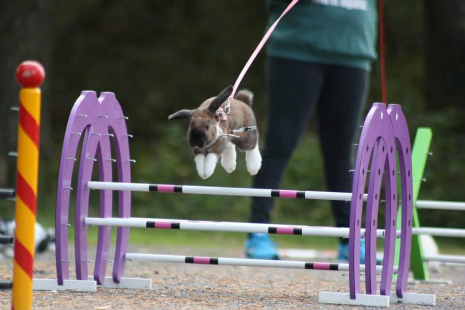 Kanin Shamigos Akitakata av Snöflingan billede 22